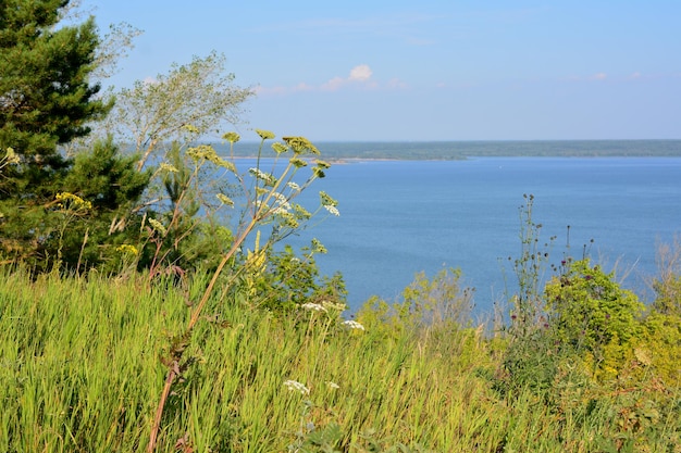 rive de la rivière avec littoral avec espace de copie d'arbre vert et d'herbe