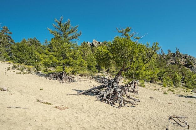 La rive sablonneuse de l'été du lac Baïkal est couverte d'arbres conifères aux grandes racines.