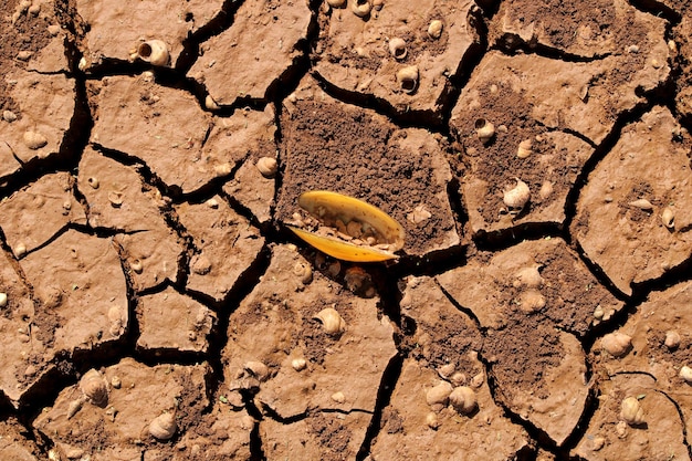 River Shell dans la terre sèche fissurée