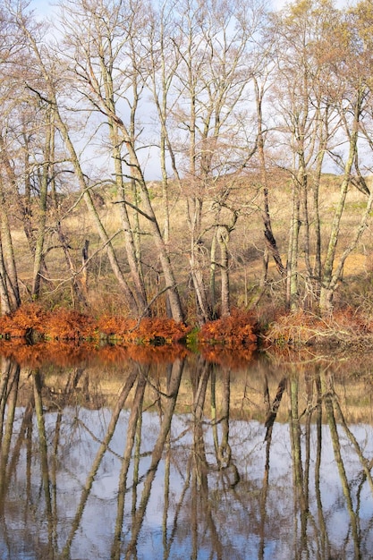 Une rivière avec des arbres et des buissons dessus