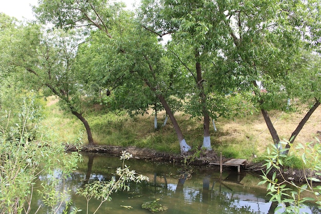 Une rivière avec des arbres et de l'herbe