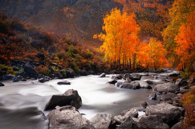 Rivière et arbres jaunes dans la forêt d'automne, République de l'Altaï, Sibérie, Russie. Prise de vue longue exposition