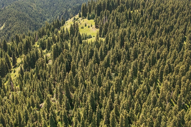 Photo rivière et arbres avec jour sans nuages