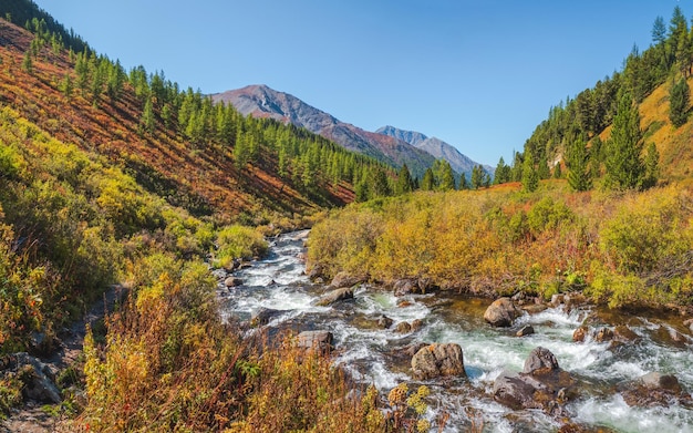 La rivière d'automne de montagne coule à travers la forêt Beau paysage alpin avec de l'eau azur dans une rivière rapide Puissance majestueuse nature des hautes terres