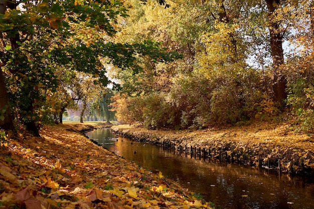 Rivière en automne parc doré.