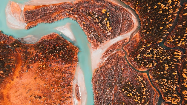 Rivière bleue avec des arbres d'automne jaunes dans les montagnes Rivière Chuya dans les montagnes de l'Altaï Russie