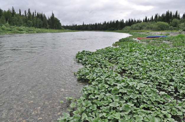 Rivière boréale nord