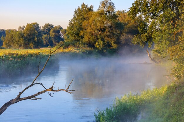 Rivière avec brouillard au-dessus de la surface sur un fond de tronc d'un arbre inondé au matin d'été ensoleillé. Paysage fluvial