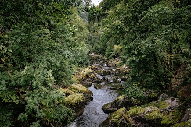 Rivière brumeuse à travers une forêt verte en été. Beau paysage naturel de rivière, concept de voyage