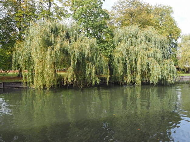 Rivière Cam à Cambridge