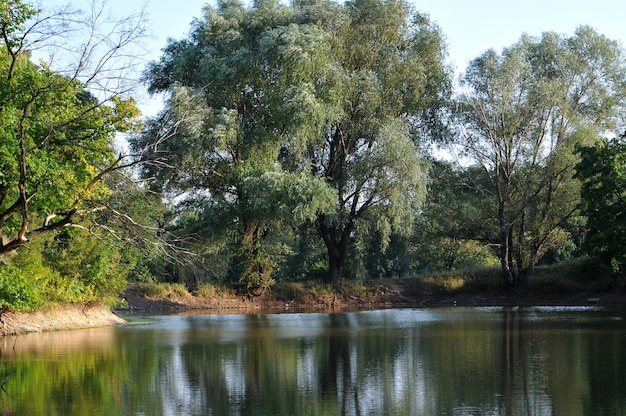 Photo rivière et ciel de forêt dense