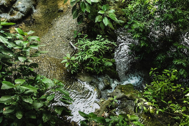 Rivière claire et peu profonde dans la jungle profonde