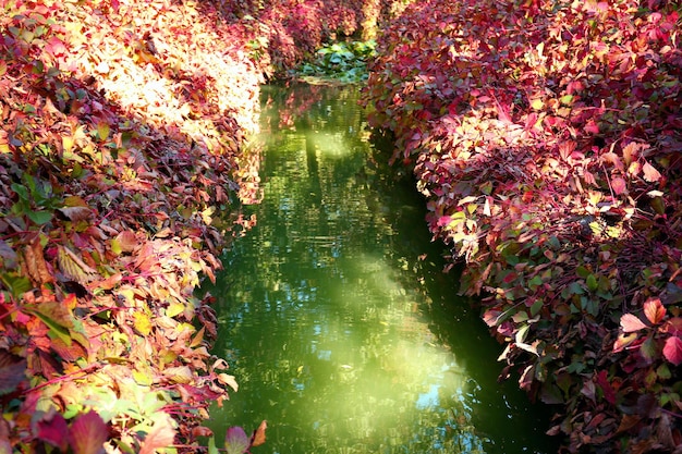 La rivière coule dans le parc