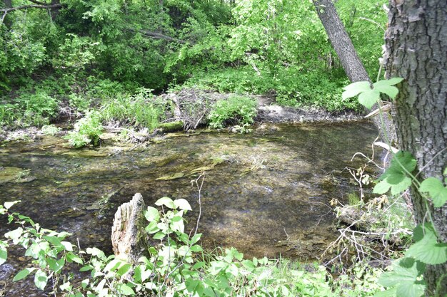 La rivière coule à travers la forêt verte région d'Oulianovsk Russie