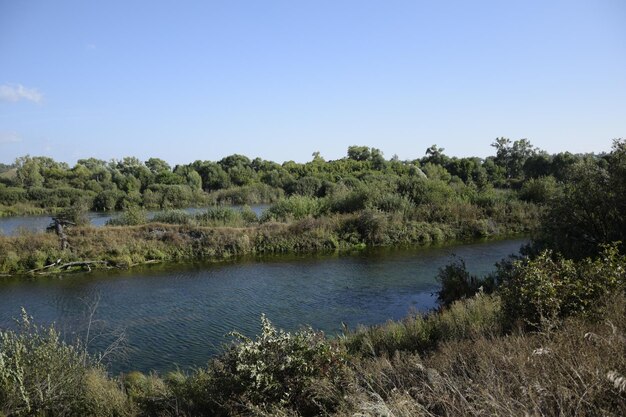 La rivière coule à travers la forêt verte