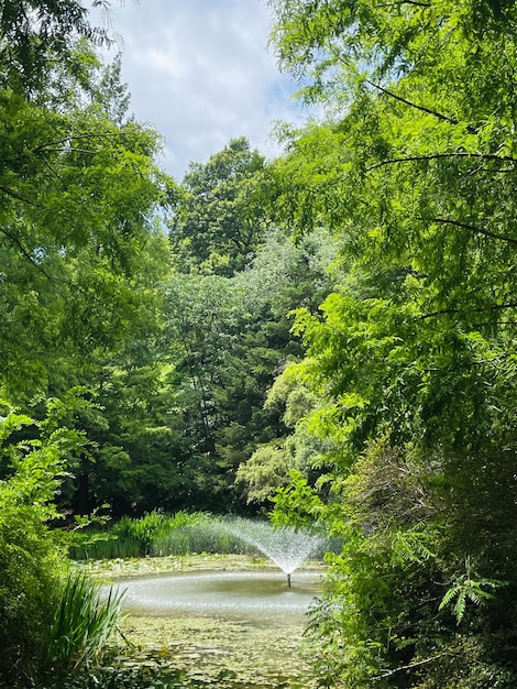 La rivière dans les bois.