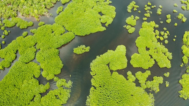 Rivière dans la forêt d'arbres verts de mangrove tropicale vue de dessus jungles de mangrove arbres paysage de mangrove de la rivière