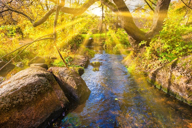 Rivière dans la forêt d'automne