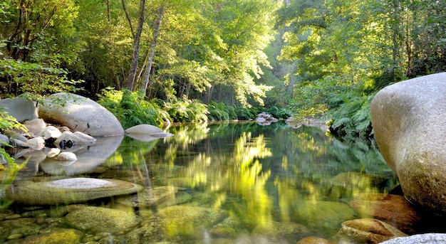 Rivière dans une forêt corse avec feuillage d'arbres se reflétant sur la surface de l'eau