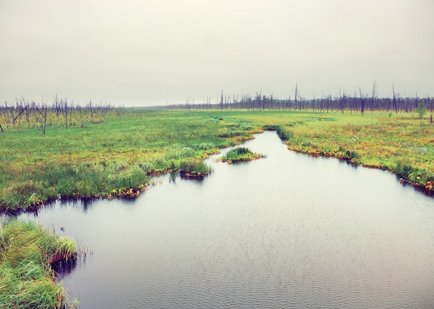 Rivière dans la forêt morte