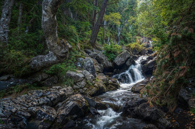 Photo la rivière dans la forêt