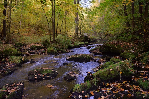 rivière dans la forêt