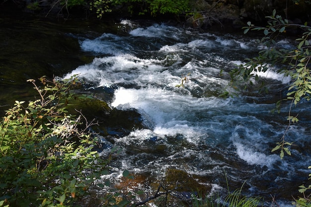 Photo rivière dans la nature avec rapide