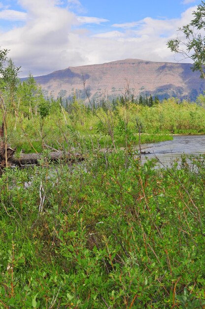 Rivière dans la taïga de montagne