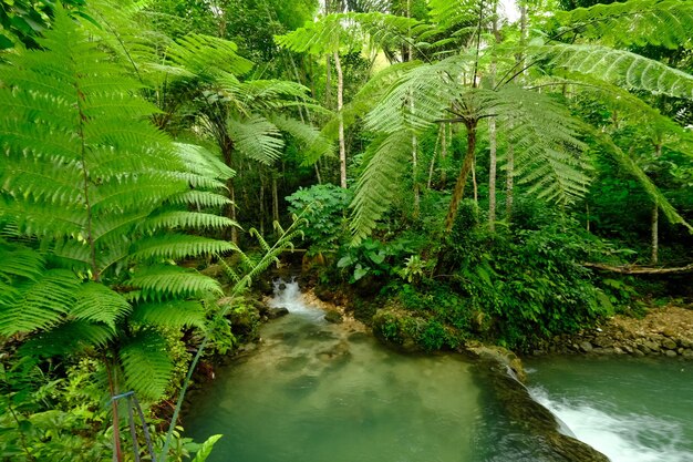 rivière d'eau claire au milieu de la forêt tropicale humide. les fougères prospèrent. forêt tropicale à l'équateur.