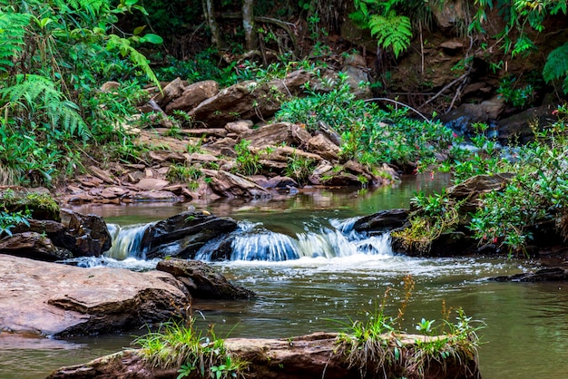 Une rivière d'eaux calmes traversant la végétation de la forêt tropicale de Minas Gerais, au Brésil