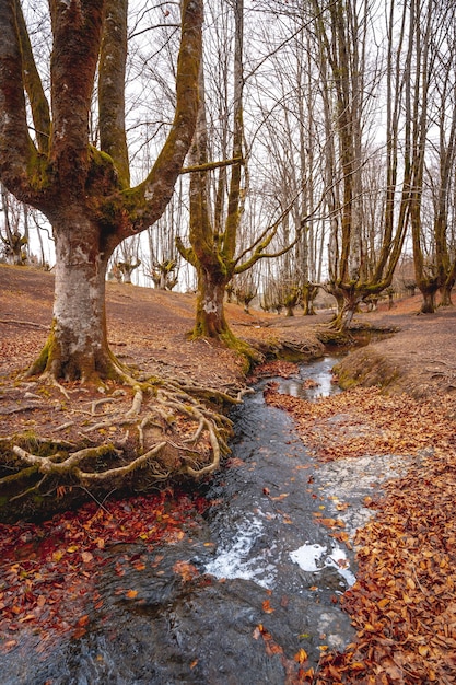 Rivière entourée d'arbres et de feuilles sèches dans la forêt d'Otzarreta, Basque