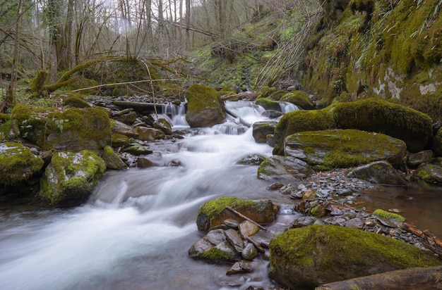 Rivière entourée de pierres en forêt