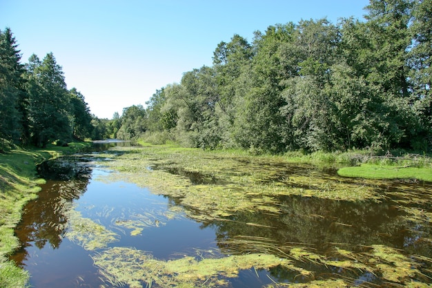 Rivière envahie en été avec lentilles d'eau et algues