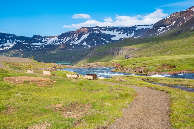 Rivière Fjardara dans le fjord de Seydisfjordur en Islande