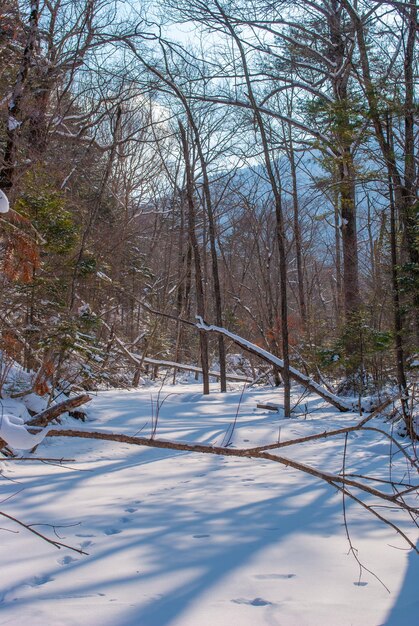 La rivière fond Le printemps dans la forêt