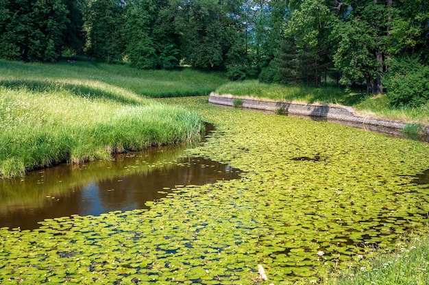 Une rivière forestière calme envahie de nénuphars dans un bel environnement de verdure. Landshavt naturel d'été avec une rivière et des nénuphars. paysage naturel de printemps avec lac ou rivière dans le parc