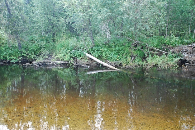 Rivière forestière calme