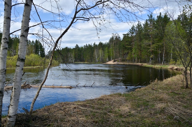 La rivière forestière dans le parc national de la Russie est le printemps