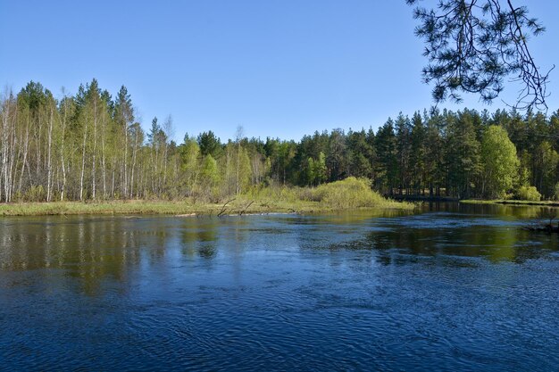 La rivière forestière dans le parc national de la Russie est le printemps