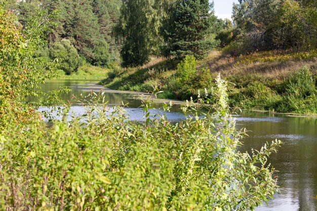 Rivière forestière en été et herbe verte