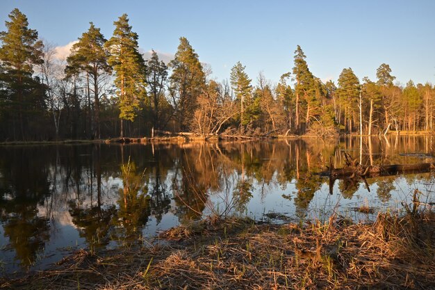 Rivière forestière en mai