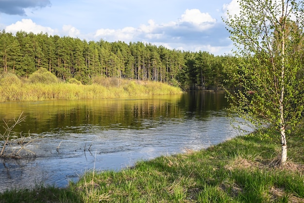 Rivière forestière en mai