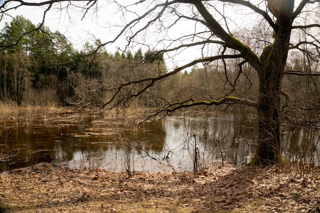 Rivière forestière sauvage mais calme qui a inondé une partie de la forêt après la fonte des neiges au début du printemps