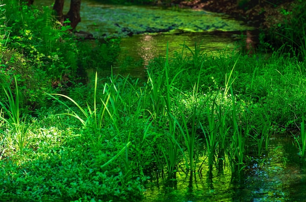 Rivière forestière tranquille et ombragée aux berges marécageuses