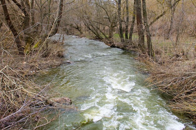 Rivière en forêt au printemps