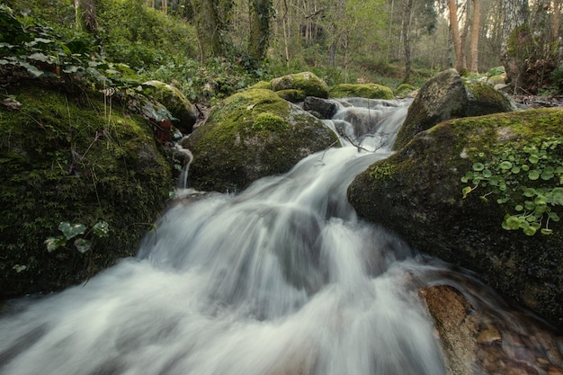 Rivière de la forêt en bonne santé