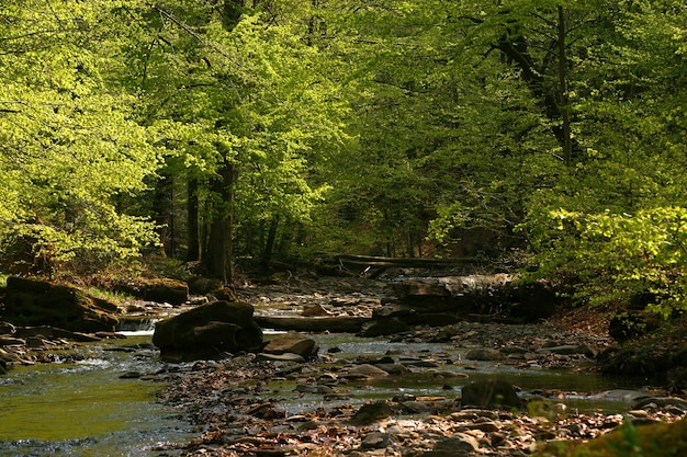 Rivière de la forêt des Carpates au printemps