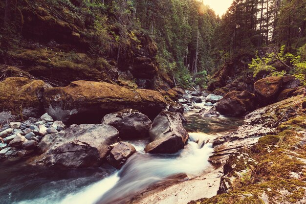 Rivière en forêt