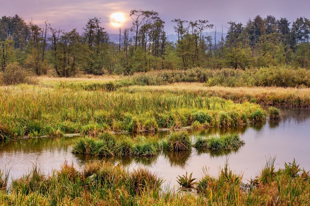 Rivière avec des fourrés de carex et des arbres au loin pendant le coucher du soleil