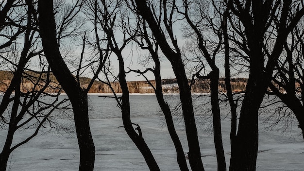 Photo une rivière gelée est vue à travers les arbres avec la neige au sol.
